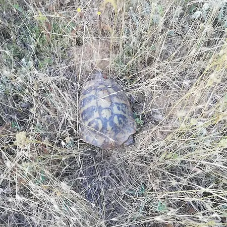 Privilege Sveti Vlas 61m2 公寓 埃勒尼特